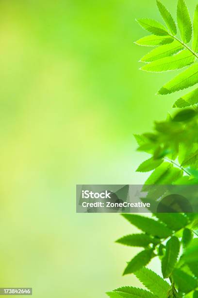 Fondo De Naturaleza Verde Ecología Con Hoja Y El Enfoque De Madera Foto de stock y más banco de imágenes de Aire libre