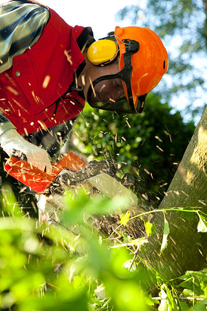 istock Safety first. Cutting wood with a chainsaw. 173842839