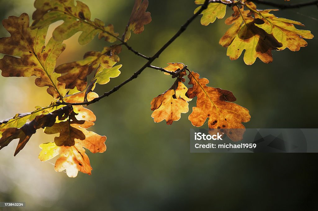 Hojas de otoño Oak - Foto de stock de Hoja de roble libre de derechos