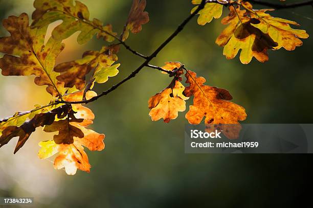 Hojas De Otoño Oak Foto de stock y más banco de imágenes de Hoja de roble - Hoja de roble, Aire libre, Amarillo - Color