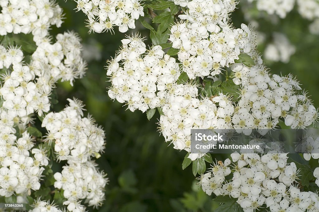 花のツノ（Crataegus monogyna ）または��ブロッサム - オランダのロイヤリティフリーストックフォト