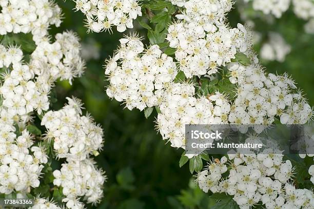 花のツノcrataegus Monogyna またはブロッサム - オランダのストックフォトや画像を多数ご用意 - オランダ, カラー画像, クローズアップ