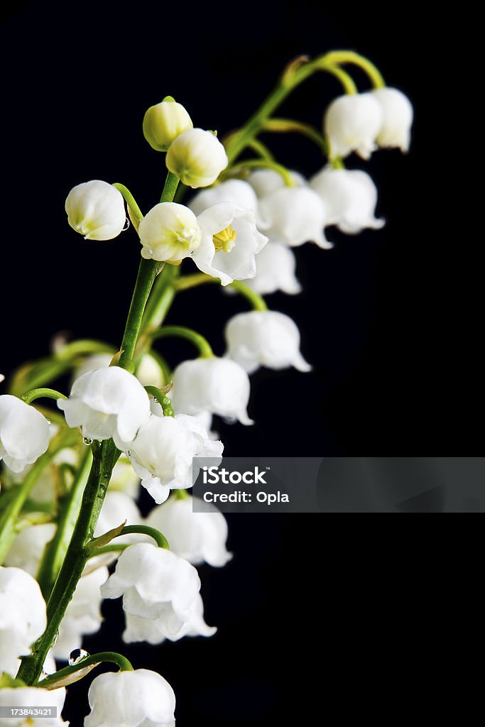 Lily do valley - Foto de stock de Beleza natural - Natureza royalty-free