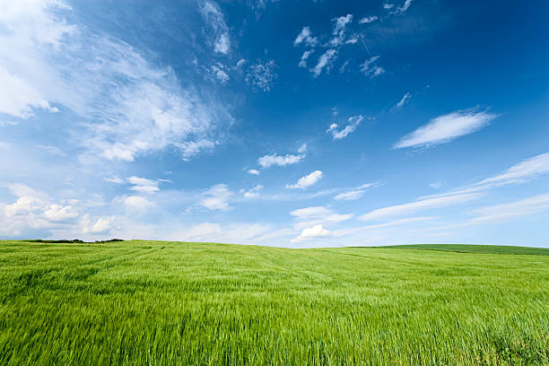 frühling landschaft - grass sky cloudscape meadow stock-fotos und bilder