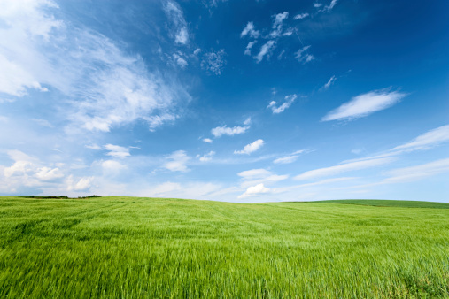 Spring panorama - green field and the blue sky