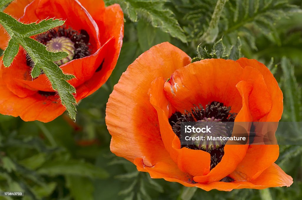 Pavot Oriental dans jardin classique (Papaver orientale - Photo de Beauté de la nature libre de droits