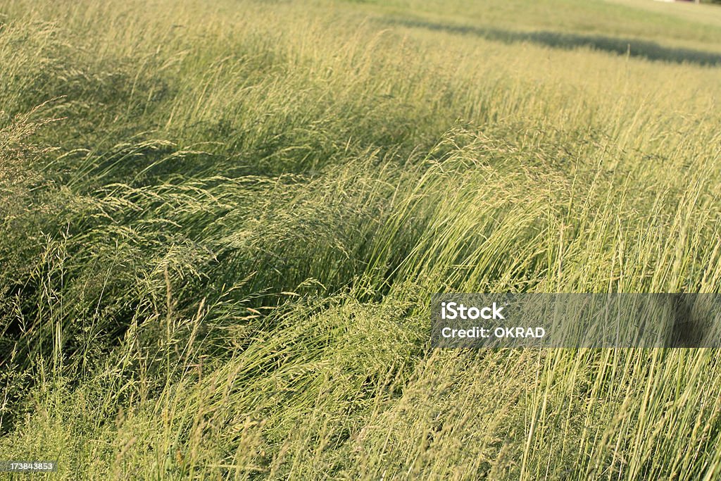Grassy Fields of Dairy Farm Background of tall green grass of a dairy farm in the spring - the grass farms use to bundle and turn to hay. The tall reeds sway in the field in the golden hour before sunset. Agricultural Field Stock Photo