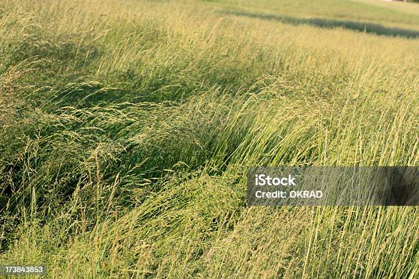 Grassy Fields Of Dairy Farm Stock Photo - Download Image Now - Agricultural Field, Agriculture, Backgrounds