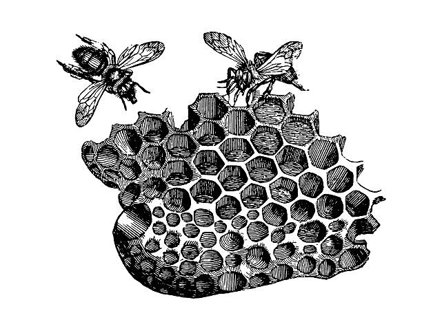 ilustraciones, imágenes clip art, dibujos animados e iconos de stock de bees en panal - white background food close up studio shot