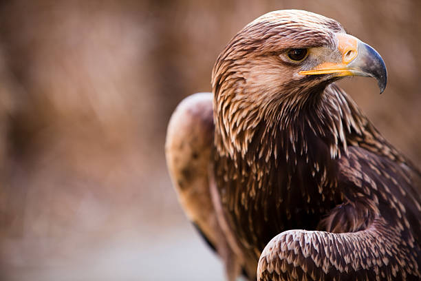 Eagle Close up of an eagle. This photo was taken of the bird in captivity. aquila heliaca stock pictures, royalty-free photos & images