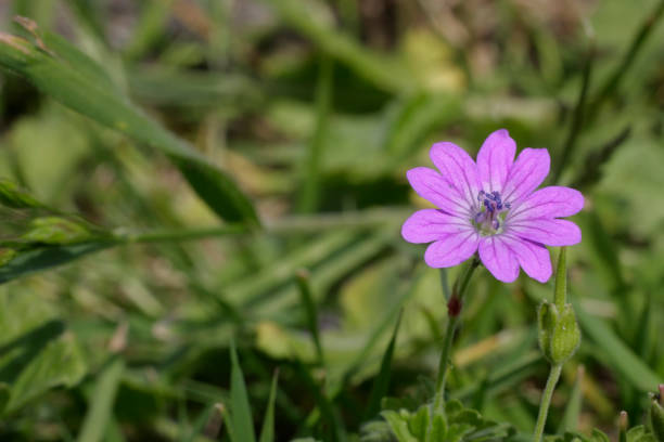 istock Hedgerow cranesbill wild flower pink mauve Geranium pyrenaicum 173844111
