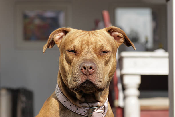 American Pit Bull Terrier (rednose) American Pit Bull Terrier (rednose)sitting in front of the opend door. pit bull power stock pictures, royalty-free photos & images