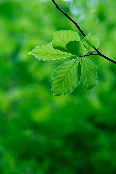новые буковое листья - new life plant image saturated color стоковые фото и изображения