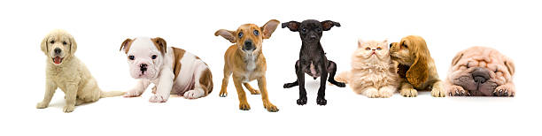 istock cats and dogs 173844213