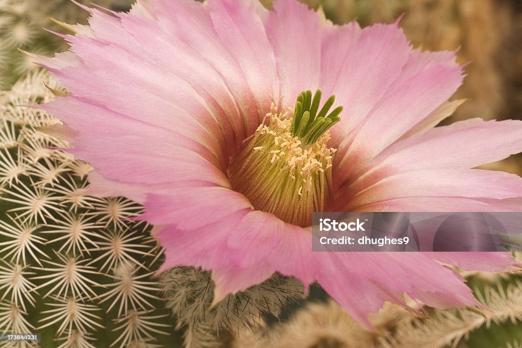 Cactus Blossom Cactus with blossom with pink petals, yellow and green center.  To see my Cactii, Cactus, and Cactus Flower Lightbox, click here. Arid Climate Stock Photo