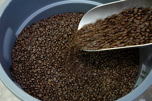 istock Freshly Cooled Coffee Beans Stored in Plastic Bins 173844285