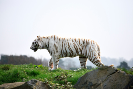 Bengal tiger looking for hunting. High quality photo.