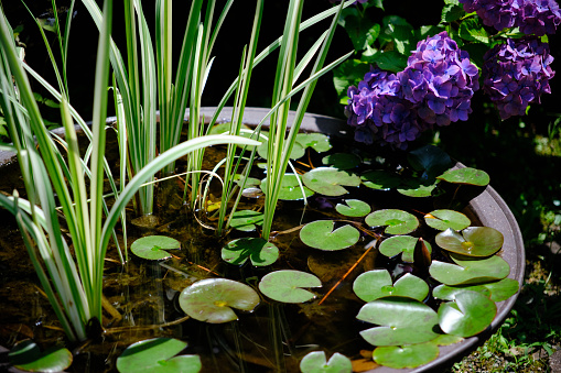 Early summer biotope with floating water lily leaves