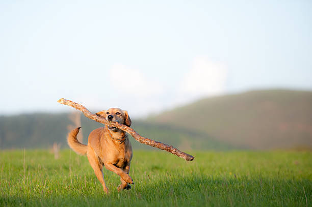 istock walk in the countryside 173844748