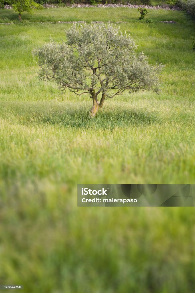 Olivenbaum - Lizenzfrei Abgeschiedenheit Stock-Foto