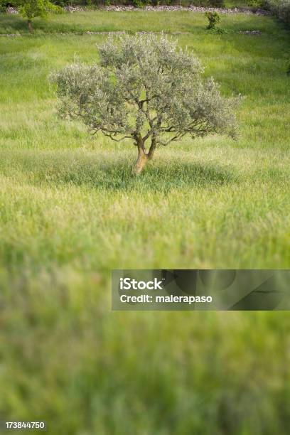 Olivenbaum Stockfoto und mehr Bilder von Abgeschiedenheit - Abgeschiedenheit, Anhöhe, Baum