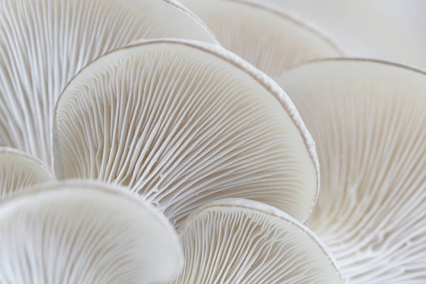 makro von schwindling gills (pleurotus - focus on foreground full frame macro horizontal stock-fotos und bilder