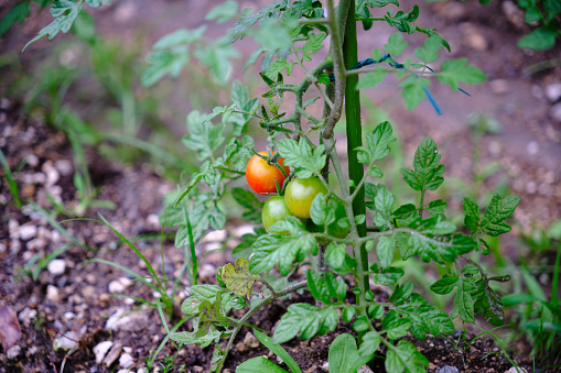 Cultivation of red tomatoes