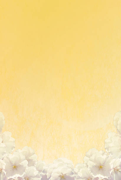 White roses yellow background.