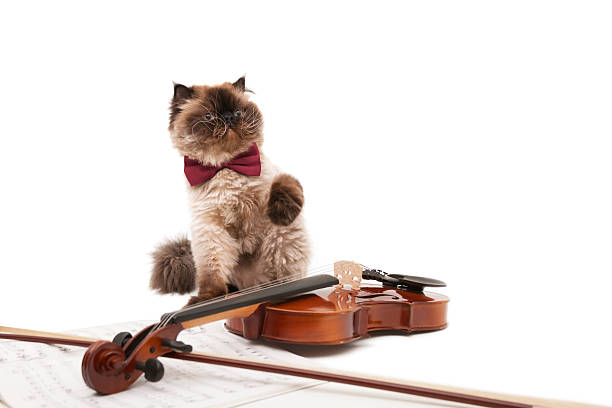 myg to uger makker 20+ Musical Instrument String Violin Domestic Cat Music Stock Photos,  Pictures & Royalty-Free Images - iStock