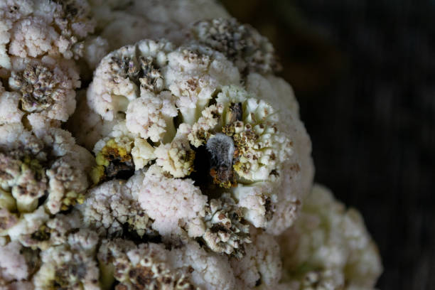 istock Spoiled rotten cauliflower with mold, close-up photo 1738451689