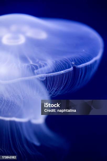 Деталь Голубой Медуза — стоковые фотографии и другие картинки Безпозвоночное - Безпозвоночное, Белый Spotted Jellyfish, Большая группа животных