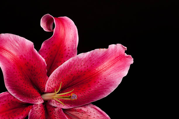 Pink Oriental Stargazer Lily, Flower, Petals, Isolated-on-Black, Close-up, Copyspace stock photo