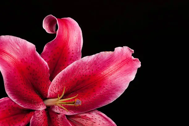 "Oriental or Stargazer Lily, isolated on black background. Room for copy. Shallow depth of field, focus on petals."