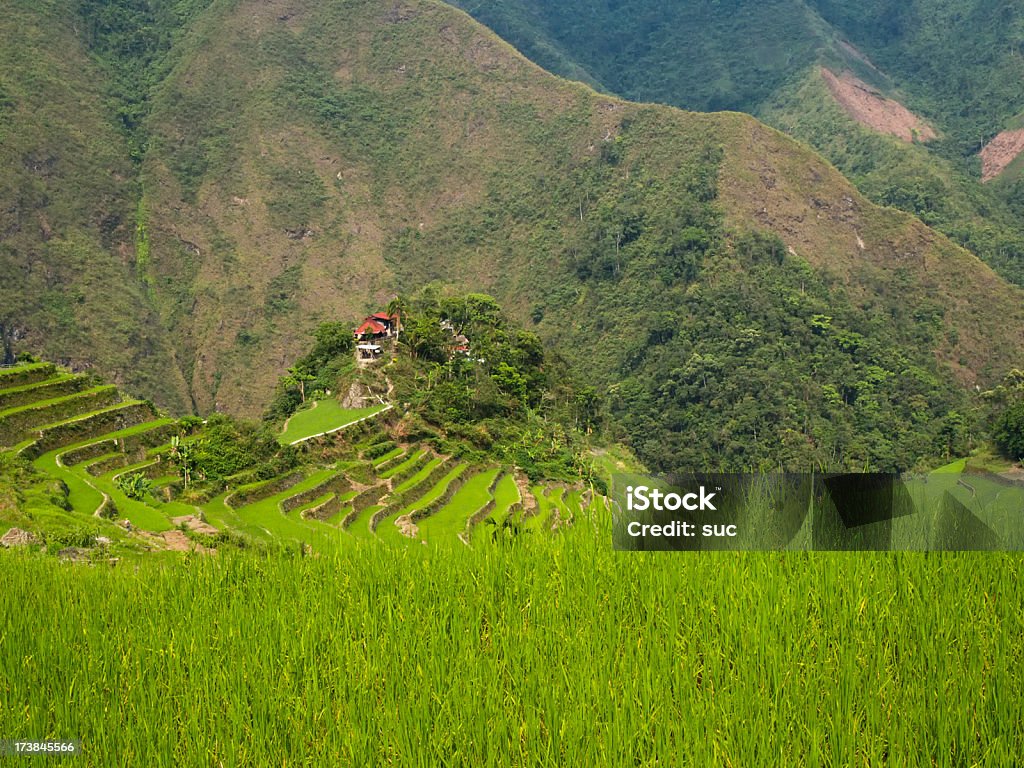 Rice Terraces "Rice terraces in northern Luzon, Philippines." Agricultural Field Stock Photo