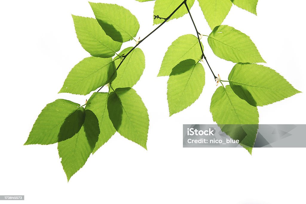 녹색 자작나무 잎 흰색 바탕에 그림자와 - 로열티 프리 자작나무 스톡 사진