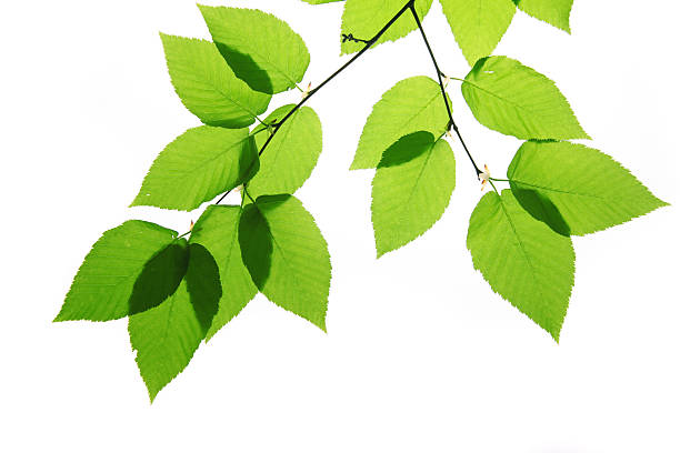 istock Green birch tree leaves isolated on white 173845573