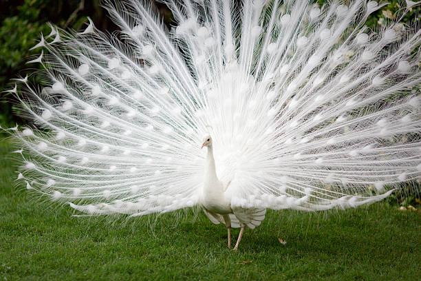 White Peacock Stock Photos, Pictures & Royalty-Free Images - iStock White Peacock Stock Photos, Pictures & Royalty-Free Images - iStock