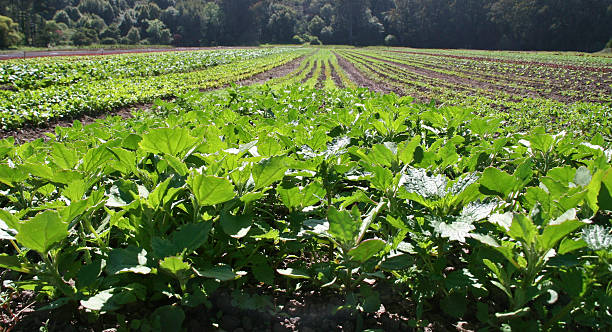 istock Crop of Organic Lettuce 173845781