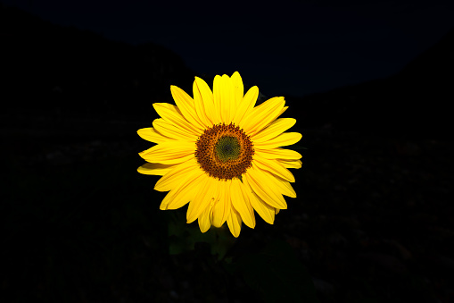 A sunflower on a dark background