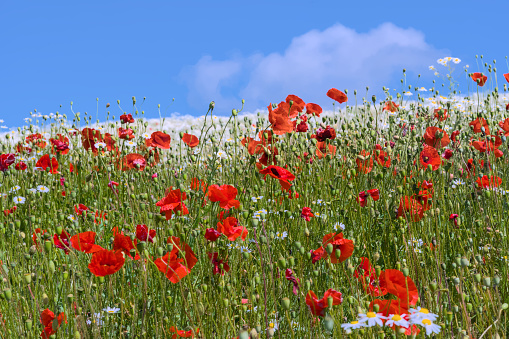 white field of chamomile flowers with red poppies in front of the ocean and blue sky