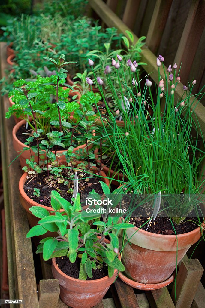 Herb Garden - Lizenzfrei Behälter Stock-Foto