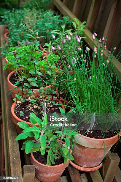 Herb Garden Stockfoto und mehr Bilder von Behälter - Behälter, Blumentopf, Fotografie