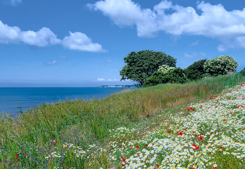 white field of chamomile flowers with red poppies in front of the ocean and blue sky