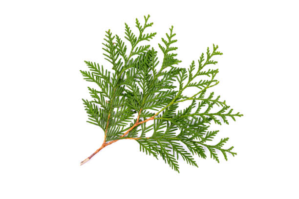 istock Green thuja branch isolated on white background. Item for packaging, design, mockup. 1738464787
