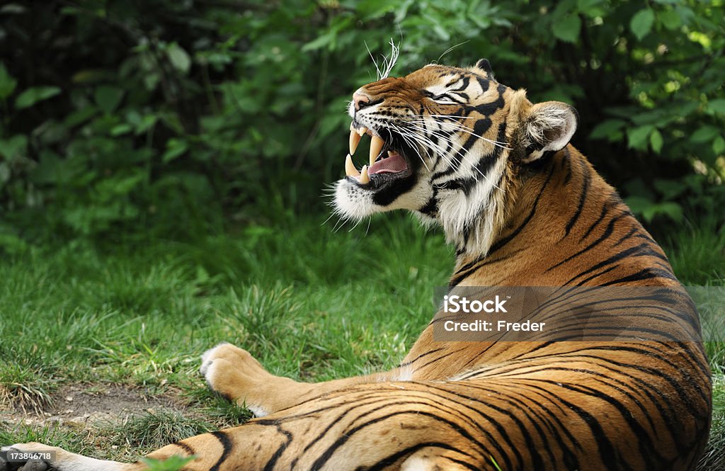 snarling Tigre - Foto de stock de Tigre royalty-free