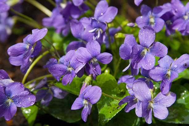 Violets - foto stock