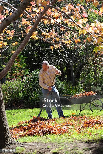 Man Raking 秋の葉 - 1人のストックフォトや画像を多数ご用意 - 1人, 60代, アクティブシニア