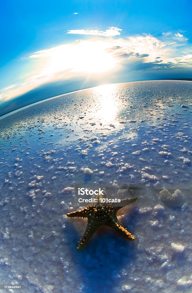 Морская звезда - Стоковые фото Без людей роялти-фри