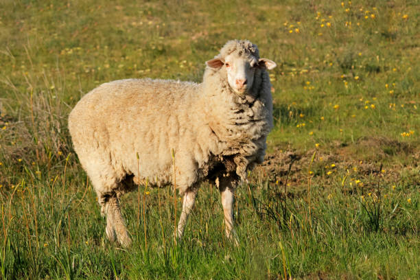 istock A free-range merino sheep on a rural South African farm 1738471136