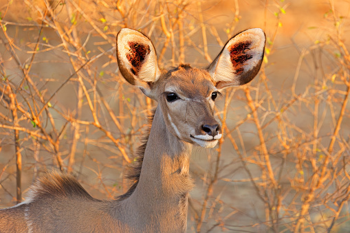 Portrait of a female kudu antelope (Tragelaphus strepsiceros), Kruger National Park, South Africa